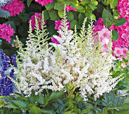 astilbe chinensis vision in white 